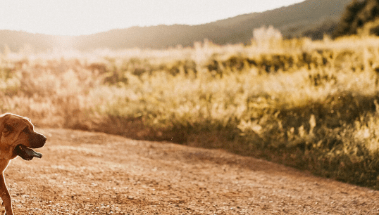 A man and a dog going for a walk in rural Ontario