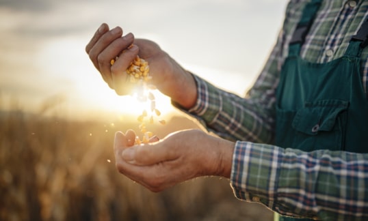 Cropped shot of unrecognizable farmer holding stack of corn grain in hands and examining quality production at sunrise light, close-up of farmer hands inspecting corn quality.