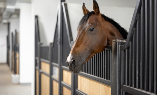 <strong>The Importance of an Agreement of Purchase and Sale when Buying a Horse</strong> 