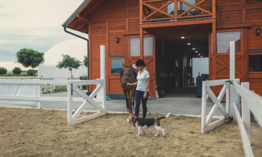 Female rider with her horse on training outdoors stable equine